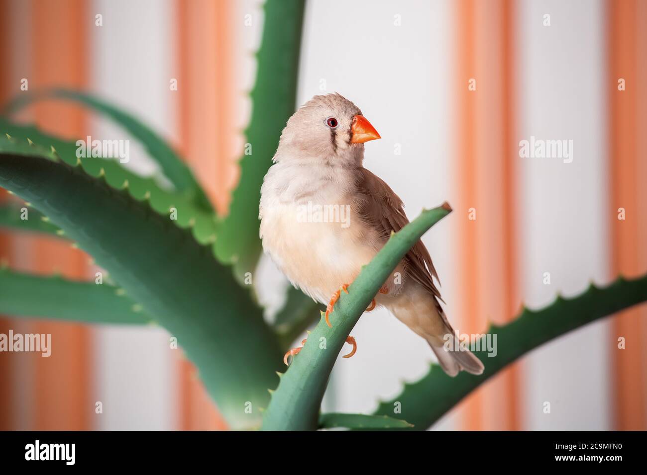 zebrafink, der Vogel sitzt auf einem Aloe-Ast. Stockfoto