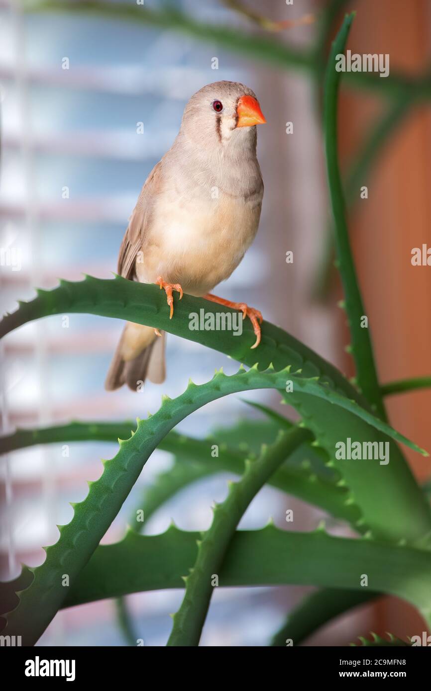 zebrafink, der Vogel sitzt auf einem Aloe-Ast. Stockfoto