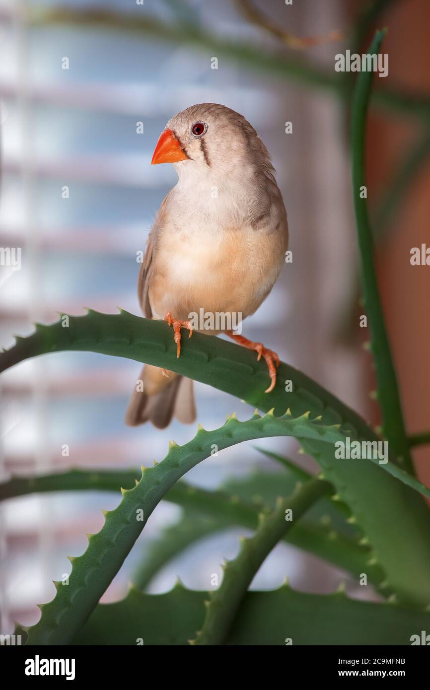 zebrafink, der Vogel sitzt auf einem Aloe-Ast. Stockfoto