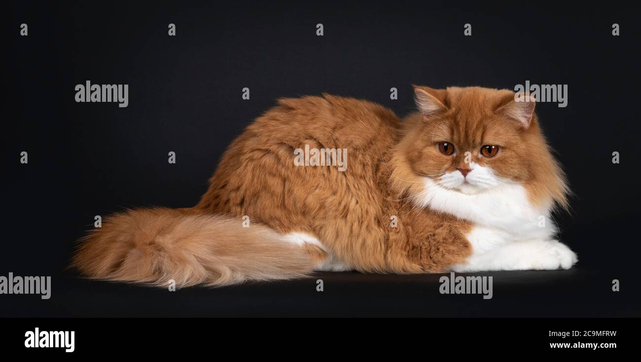 Liebenswert rot mit weißen britischen Langhaar Katze, legt sich Seitenwege Blick auf den eigenen Schwanz mit großen orangefarbenen Augen. Isoliert auf schwarzem Hintergrund. Stockfoto