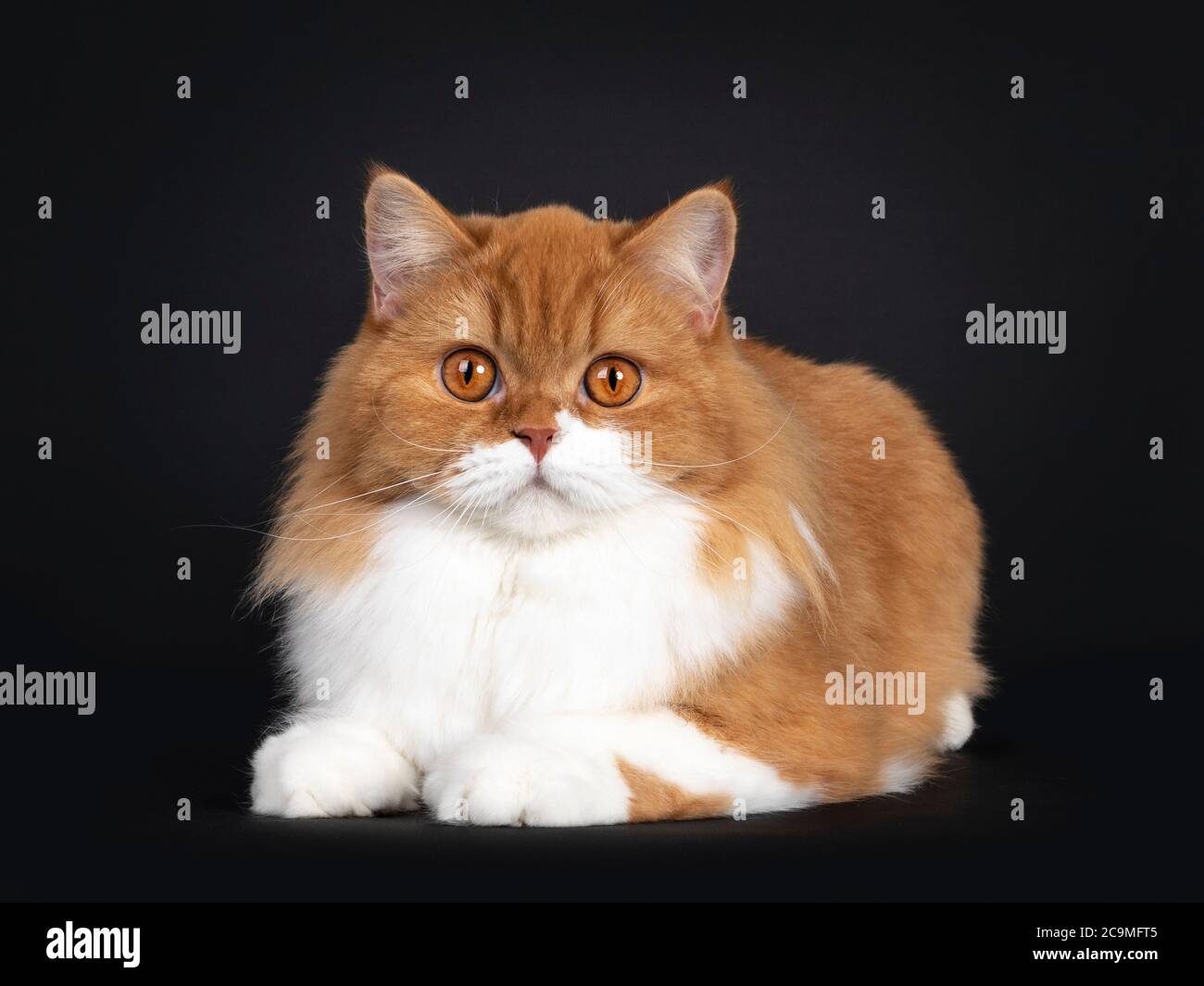 Bezauberndes Rot mit weißer britischer Langhaar-Katze, die sich nach vorne legt. Blick auf die Kamera mit großen orangefarbenen Augen. Isoliert auf schwarzem Hintergrund. Stockfoto