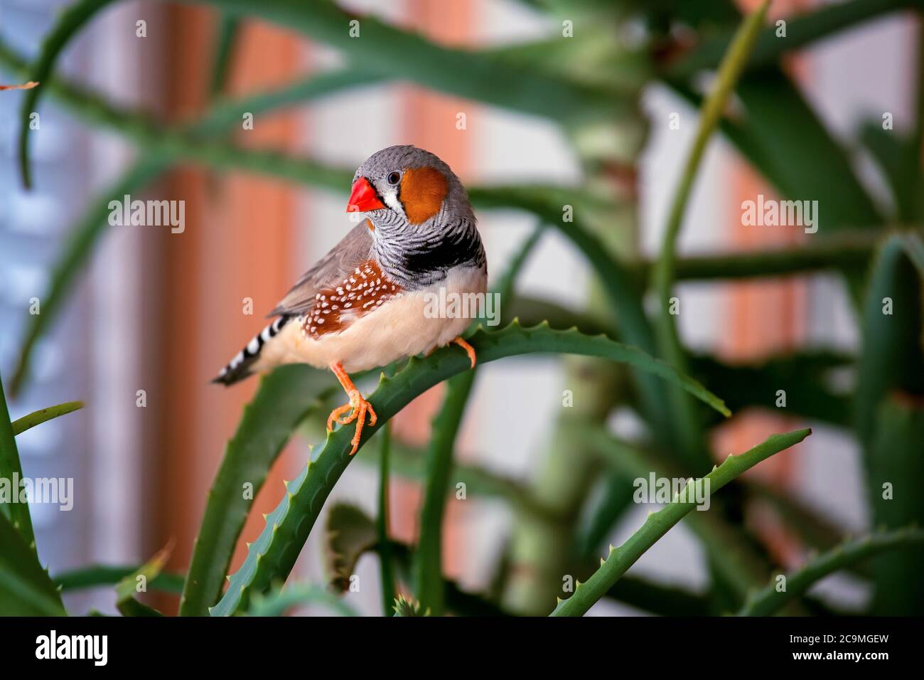 zebrafink, der Tiervogel sitzt auf einem Aloe-Ast. Stockfoto