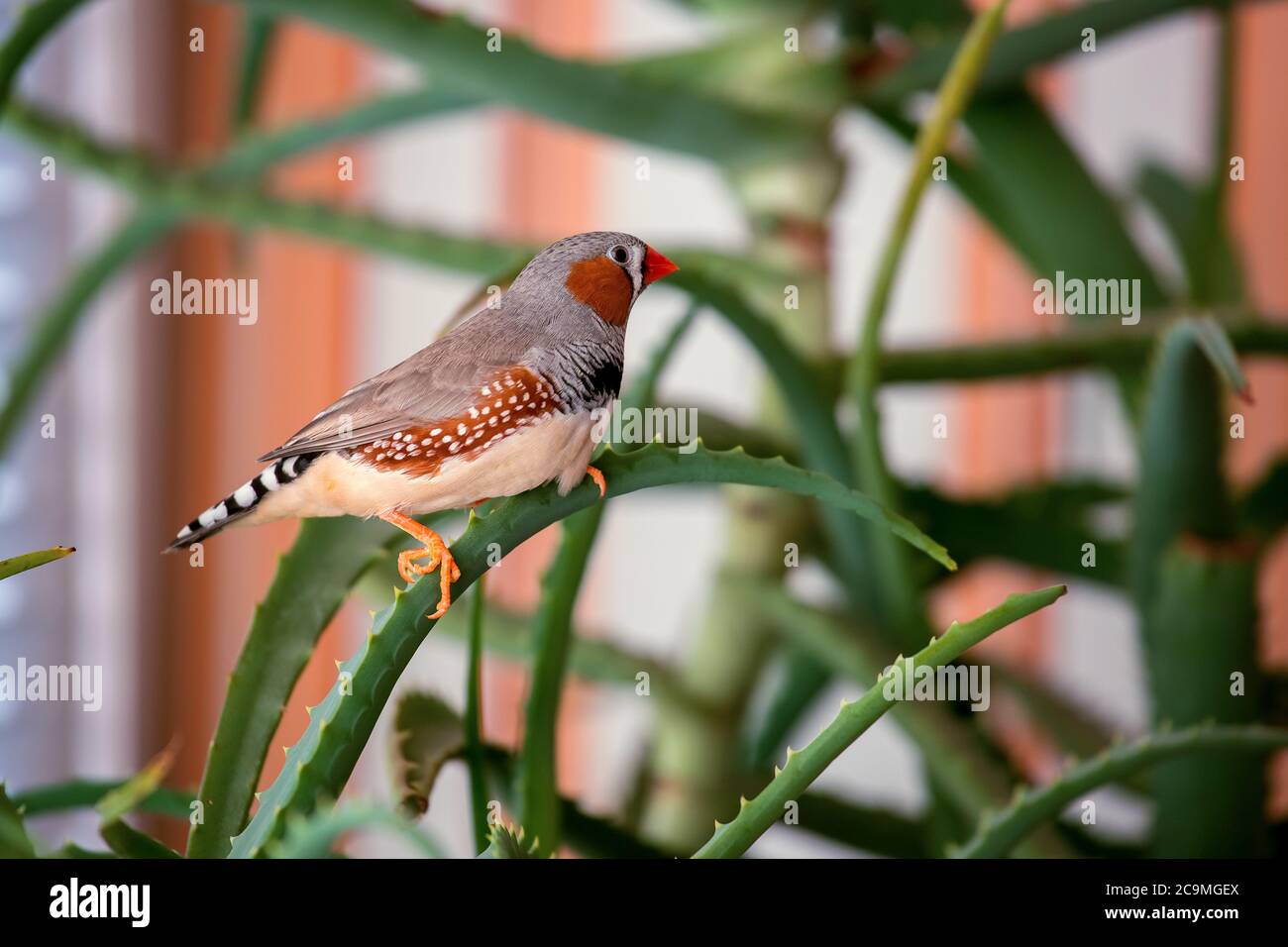 zebrafink, der Tiervogel sitzt auf einem Aloe-Ast. Stockfoto