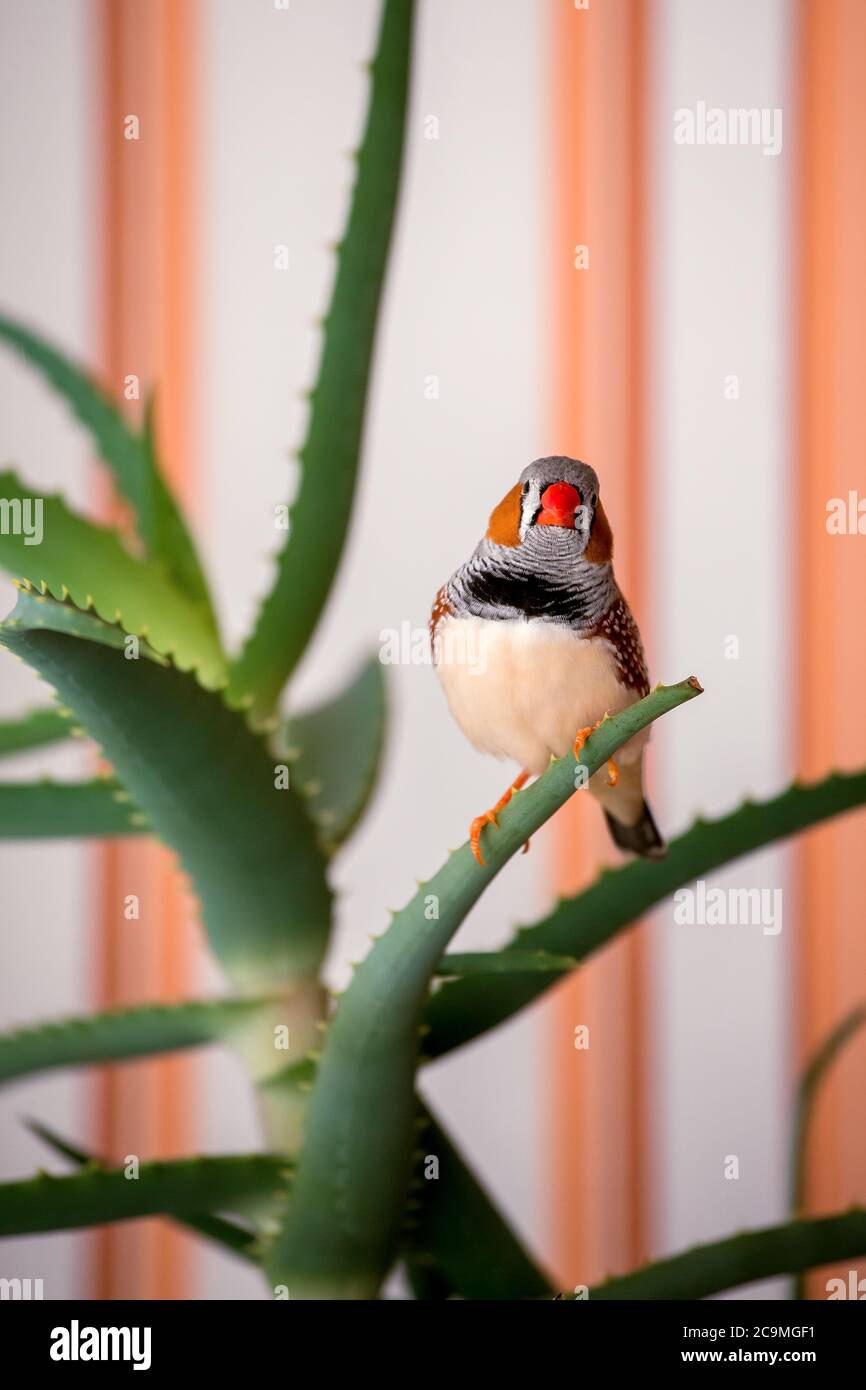 zebrafink, der Tiervogel sitzt auf einem Aloe-Ast. Stockfoto