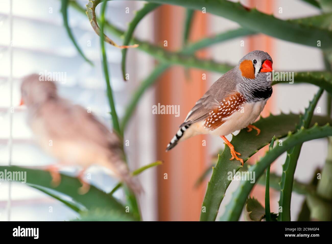 zebrafink, der Tiervogel sitzt auf einem Aloe-Ast. Stockfoto