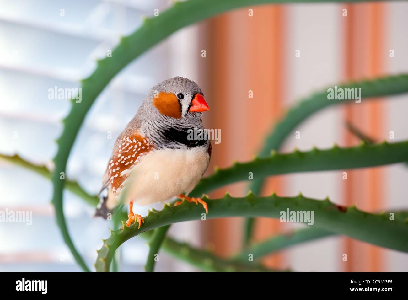 zebrafink, der Tiervogel sitzt auf einem Aloe-Ast. Stockfoto