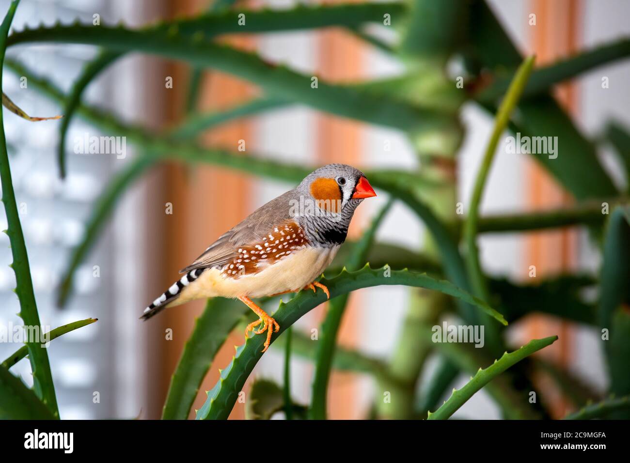 Der männliche Zebrafink sitzt auf einem Ast und beobachtet sorgfältig die Ordnung. Stockfoto
