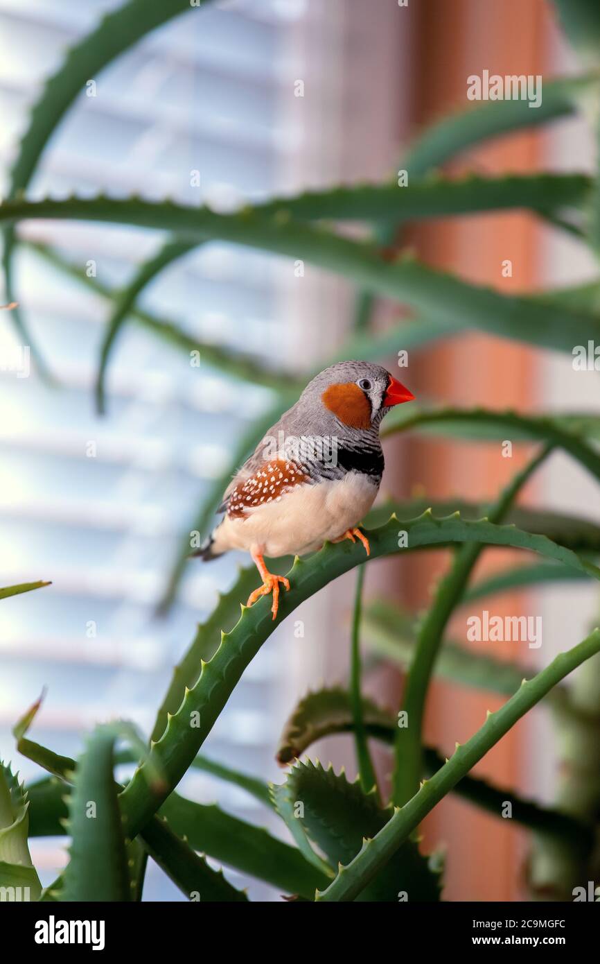 zebrafink, der Tiervogel sitzt auf einem Aloe-Ast. Stockfoto