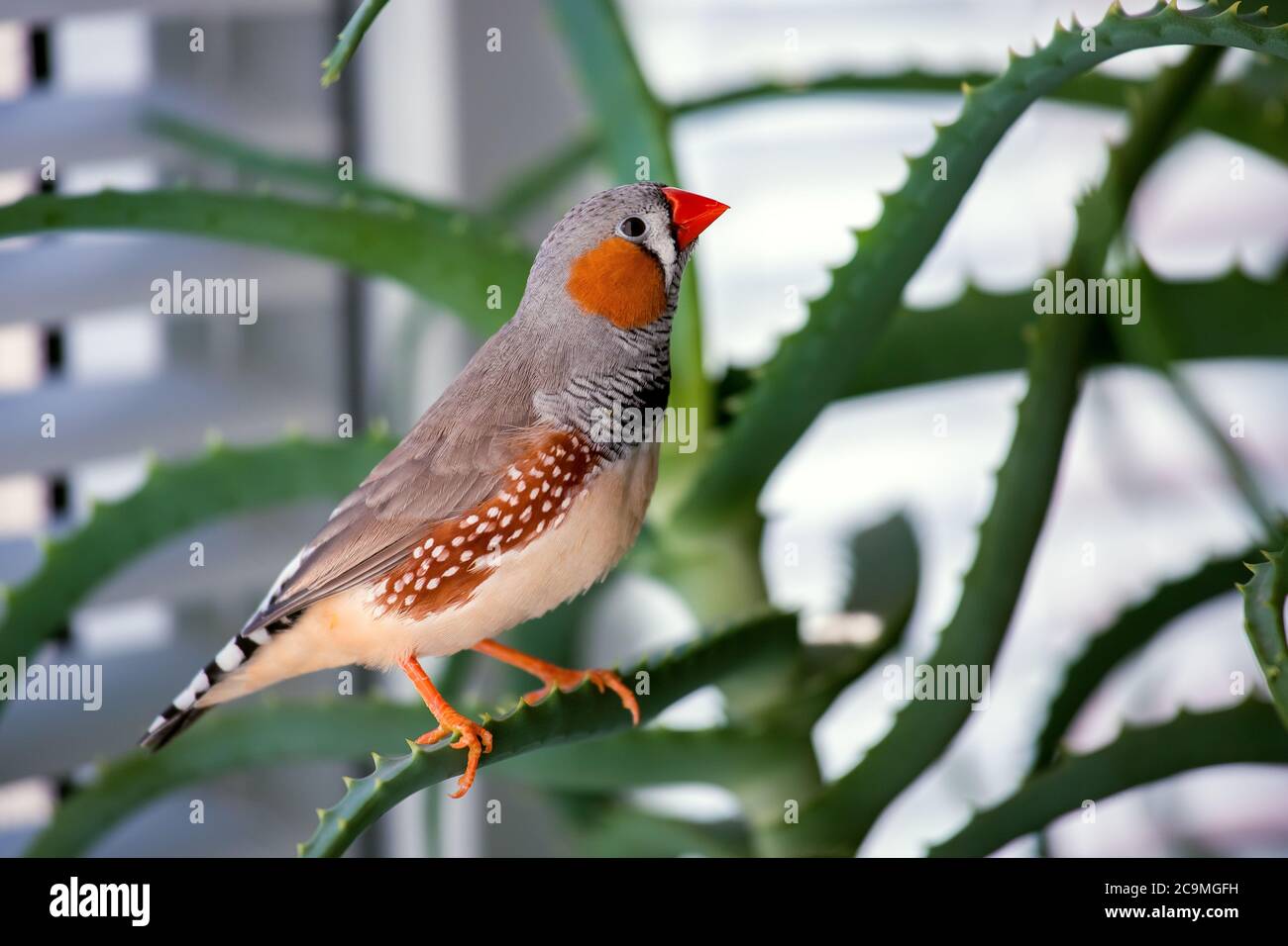 zebrafink, der Tiervogel sitzt auf einem Aloe-Ast. Stockfoto