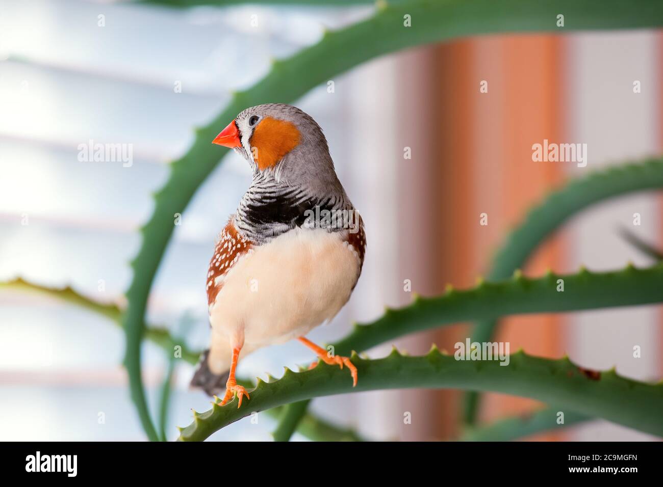 zebrafink, der Tiervogel sitzt auf einem Aloe-Ast. Stockfoto