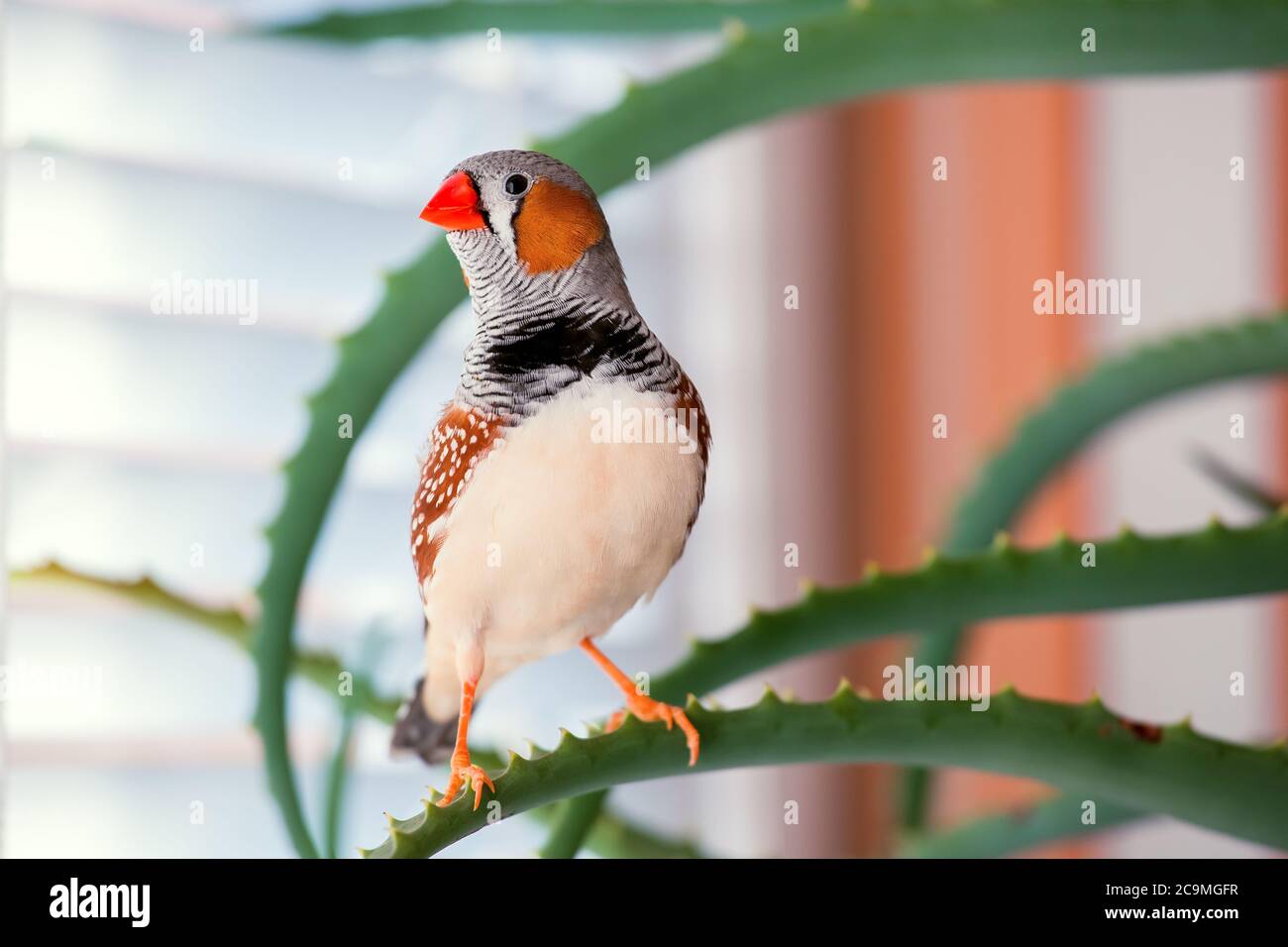 zebrafink, der Tiervogel sitzt auf einem Aloe-Ast. Stockfoto