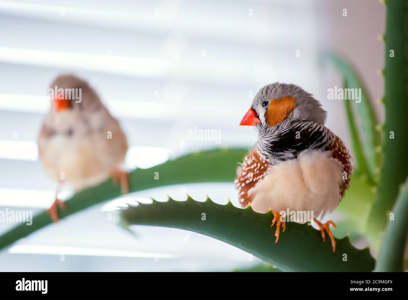 zebrafink, der Tiervogel sitzt auf einem Aloe-Ast. Stockfoto