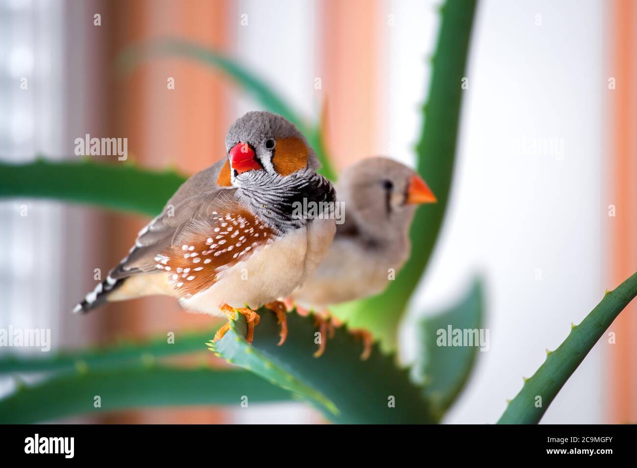 Ein Paar Zebra-Hornvögel sitzen auf dem Aloe-Ast und schauen in den Rahmen, Nahaufnahme Haustiere drinnen. Stockfoto