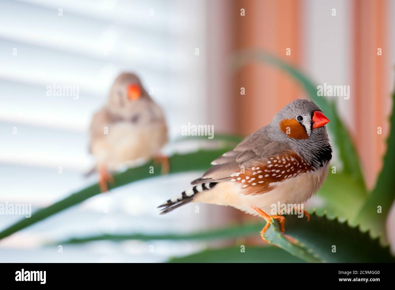 zebrafink, der Tiervogel sitzt auf einem Aloe-Ast. Stockfoto