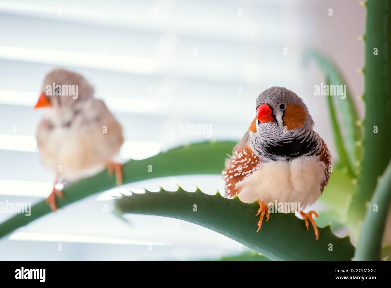 zebrafink, der Tiervogel sitzt auf einem Aloe-Ast. Stockfoto