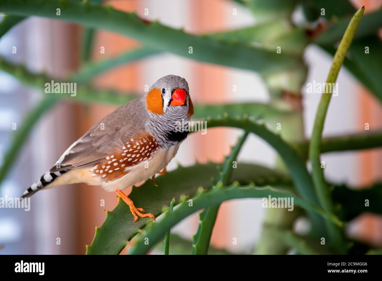 zebrafink, der Tiervogel sitzt auf einem Aloe-Ast. Stockfoto
