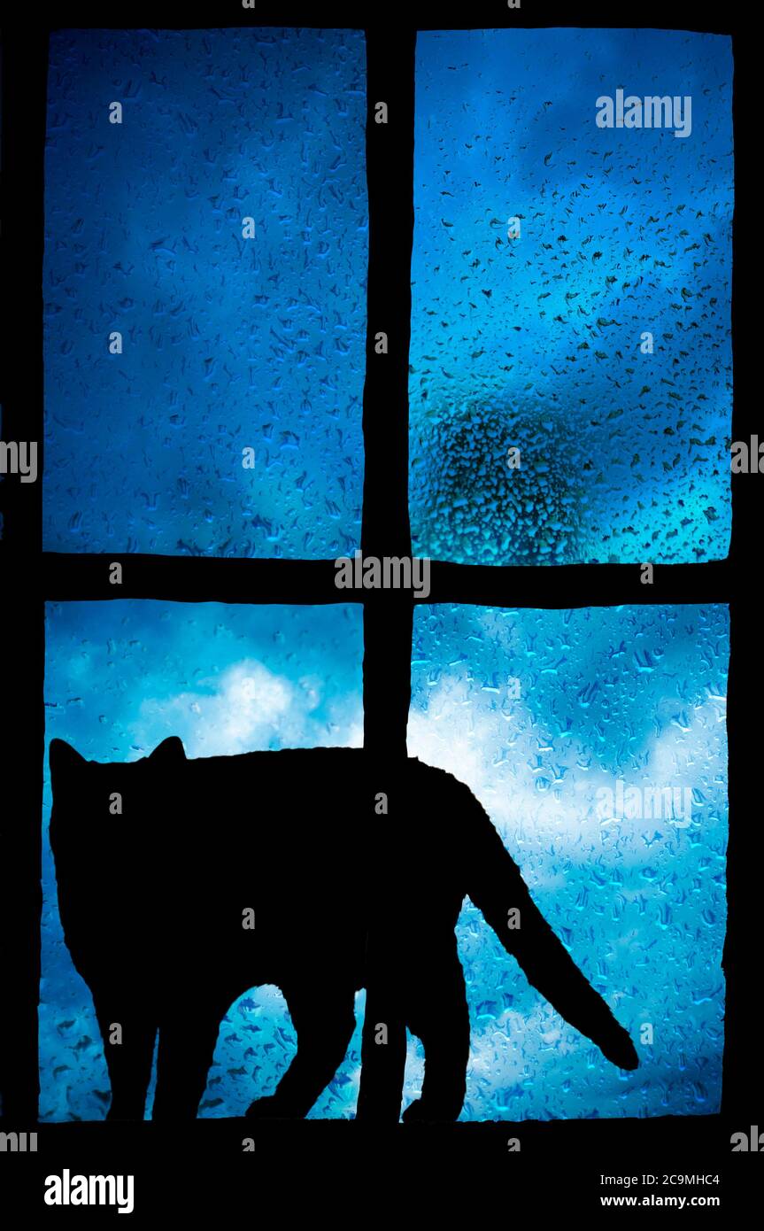 Silhouette Einer Katze am Fenster Ein Schattentier Auf Einem Fenstersieb  Stockfoto - Bild von haar, alleine: 276295842