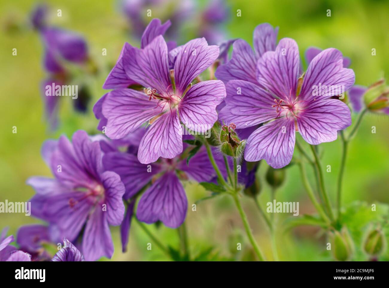 Geranium × magnificum, lila Davit, lila blaue Blüten mit dunkleren Adern Stockfoto