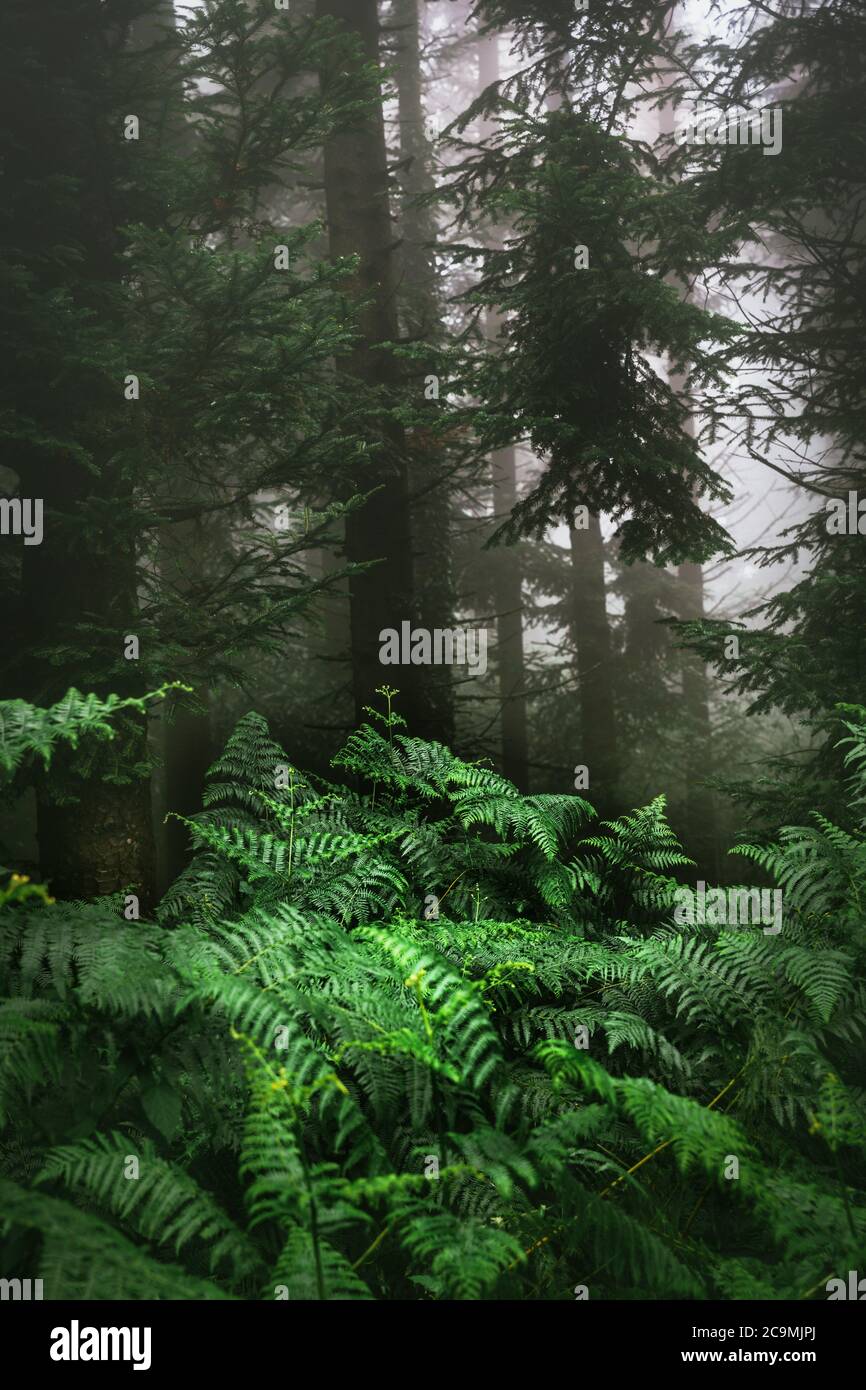 Wilder, grüner Farnbusch im dunklen Nebelwald. Stockfoto