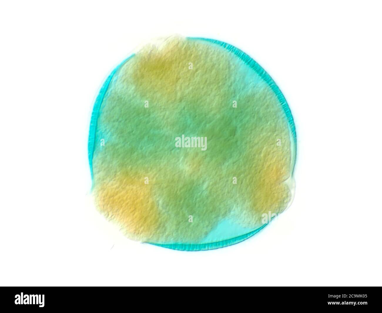 Pollenkorn aus hawaiiischem Honig, etwa 70 Mikron im Durchmesser Stockfoto