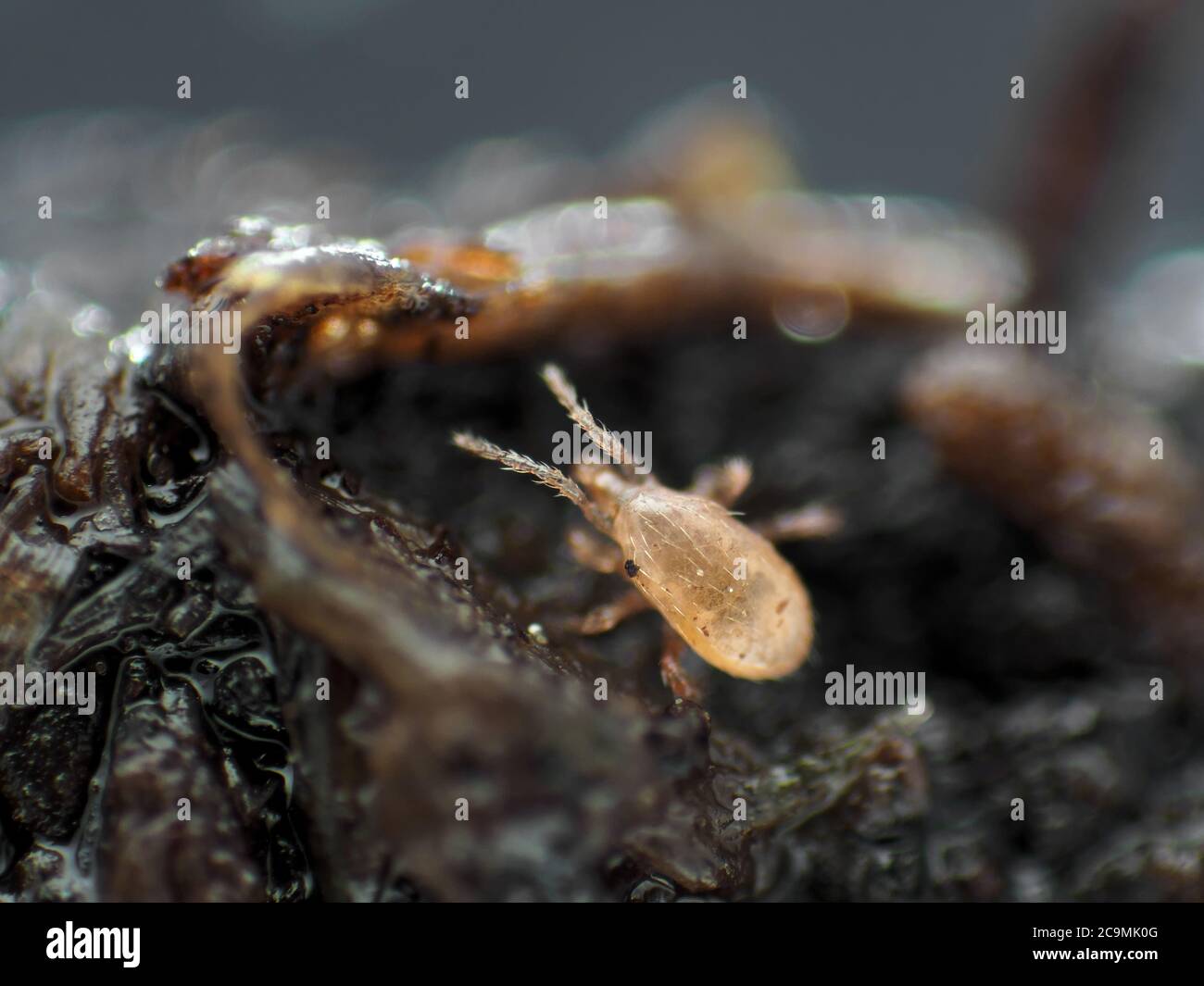 Winzige Bodenmilbe (lebend und aktiv) unter dem Mikroskop Stockfoto