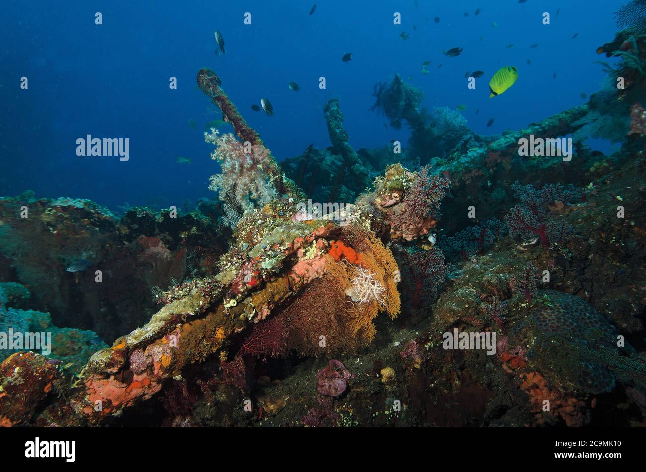 Korallenwachstum auf Liberty Wrack, Tulamben, Bali Stockfoto