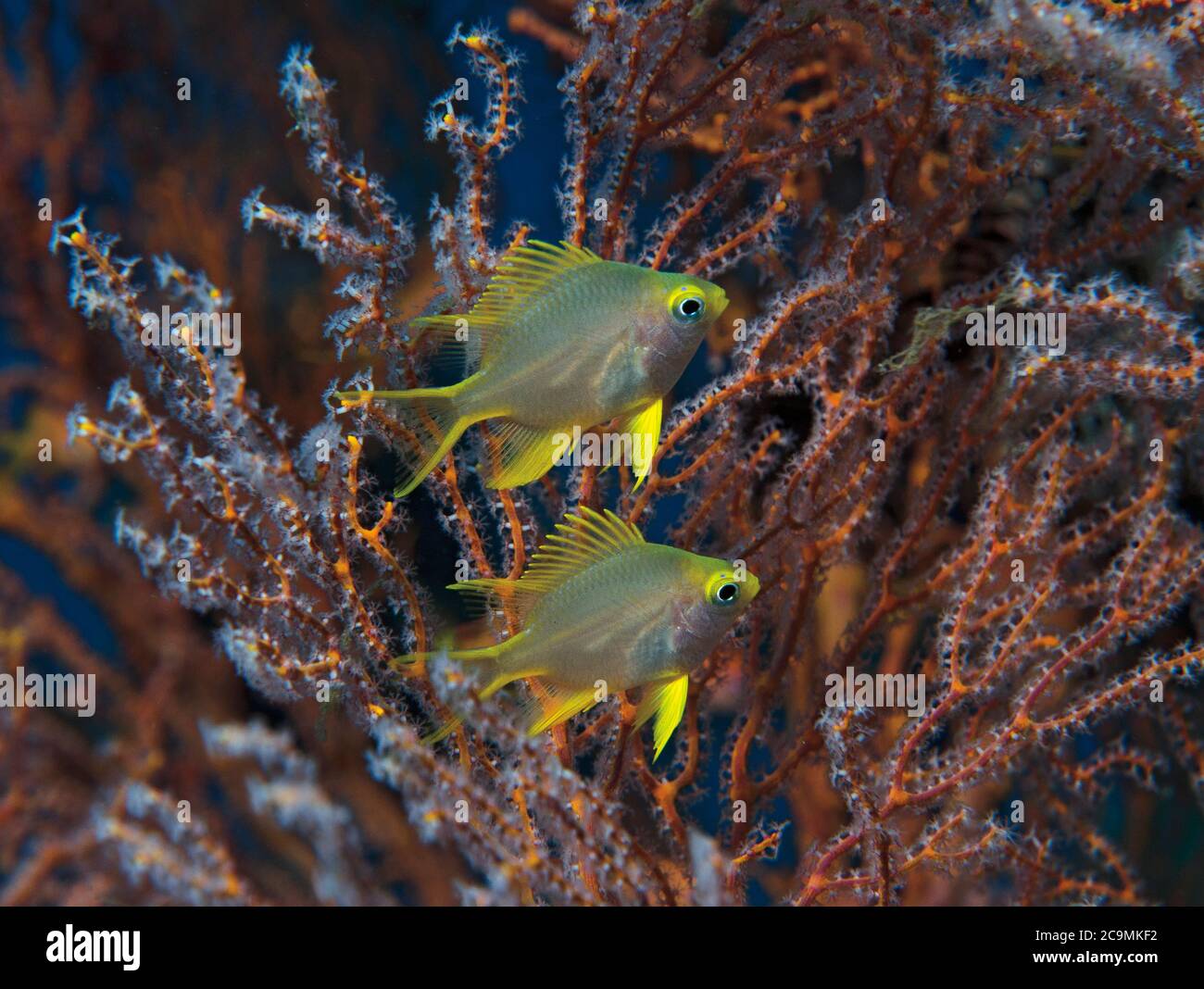 Golden Damsel, Amblyglyphidodon aureus, auf Fächerkoralle, Tulamben, Bali Stockfoto