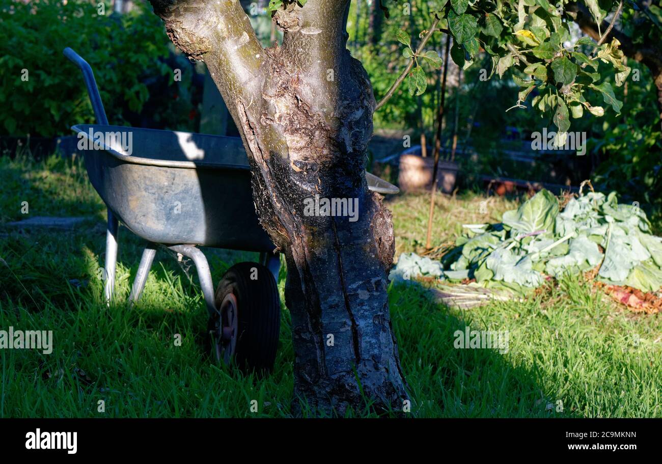 Eine Schubkarre im Schatten auf einem Apfelbaum, Abendlicht auf einer englischen Zuteilung. Stockfoto