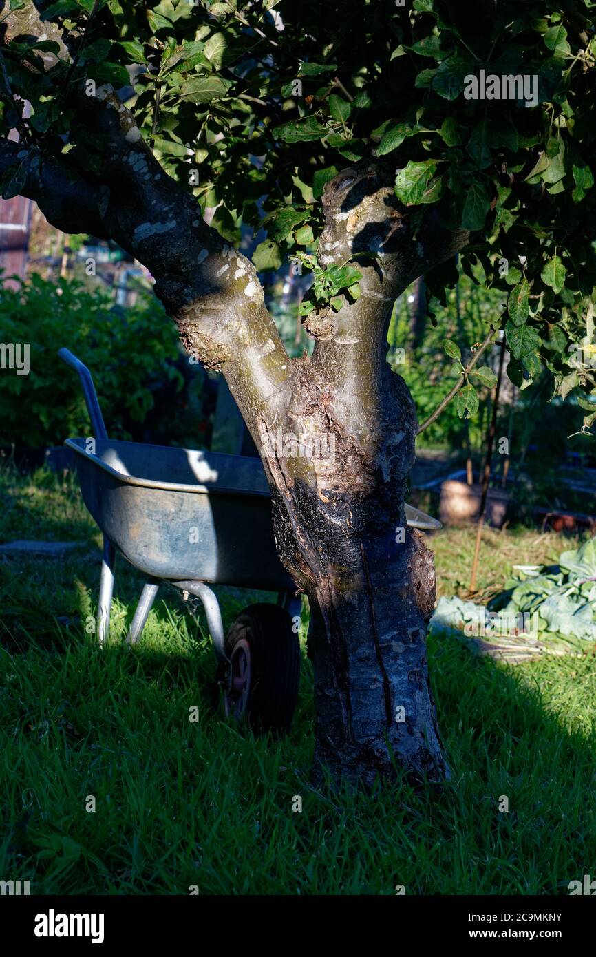 Eine Schubkarre im Schatten auf einem Apfelbaum, Abendlicht auf einer englischen Zuteilung. Stockfoto