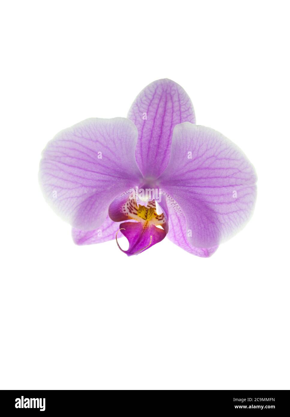 Rosa Orchidee Blume auf weißem Hintergrund - Studioaufnahme Stockfoto