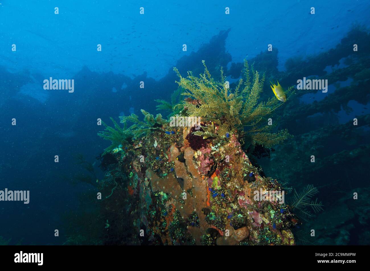 Korallenwachstum auf Liberty Wrack, Tulamben, Bali Stockfoto