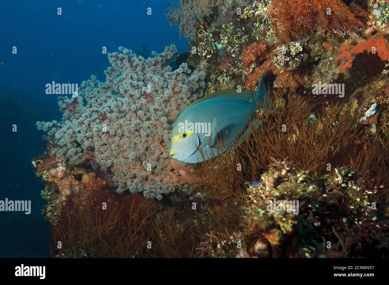 Gelbflossen-Seeteufel, Acanthurus xanthopterus, auf Liberty Wrack, Tulamben, Bali Stockfoto