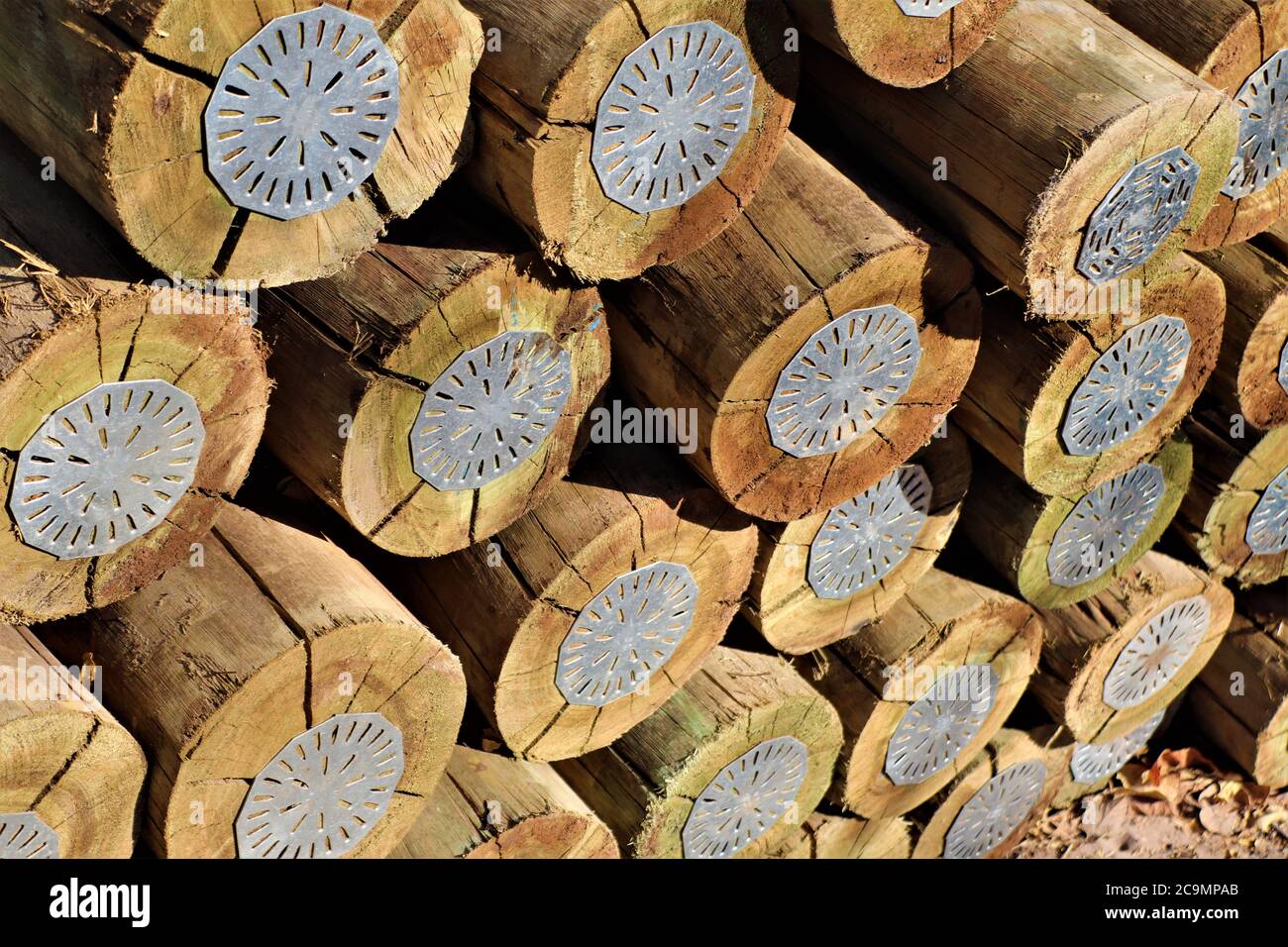 Holzpfähle behandelt mit (CCA) Dies ist ein Holzkonservierungsmittel, das Kupfer, Chrom und Arsen enthält. Stockfoto