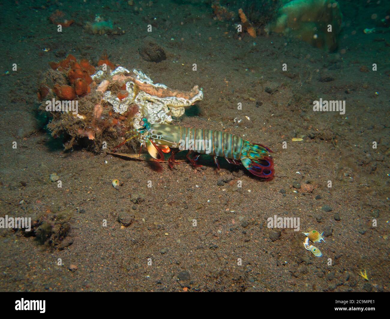 Pfau Mantis Shrimp, Odontodactylus scyllarus, auf vulkanischem Sand, Tulamben, Bali Stockfoto