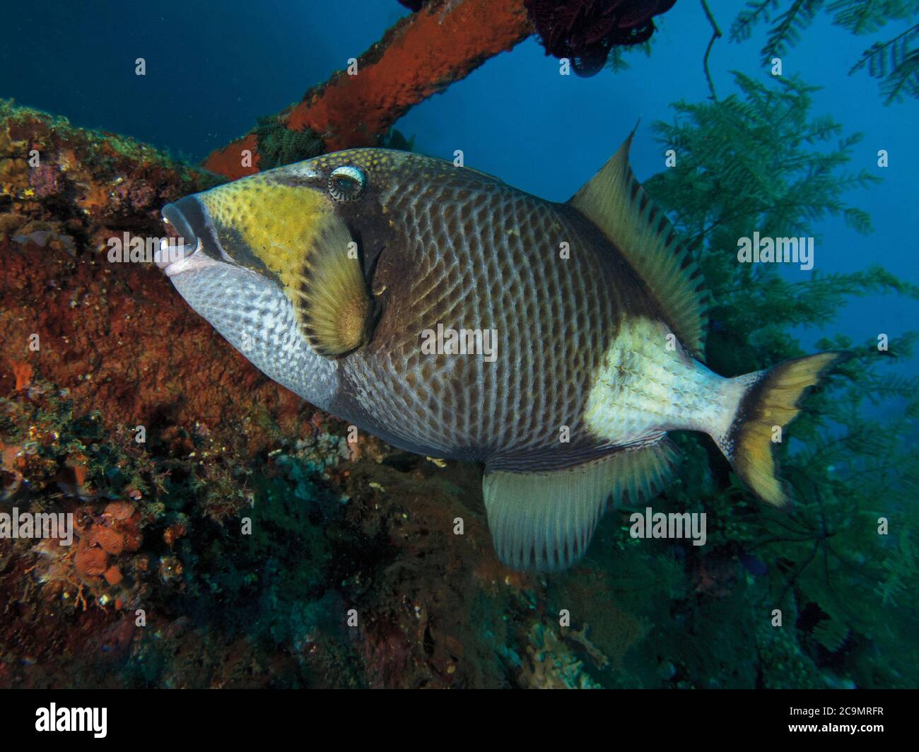Titantriggerfish, Balistoides viridescens, auf Liberty Wrack, Bali Stockfoto