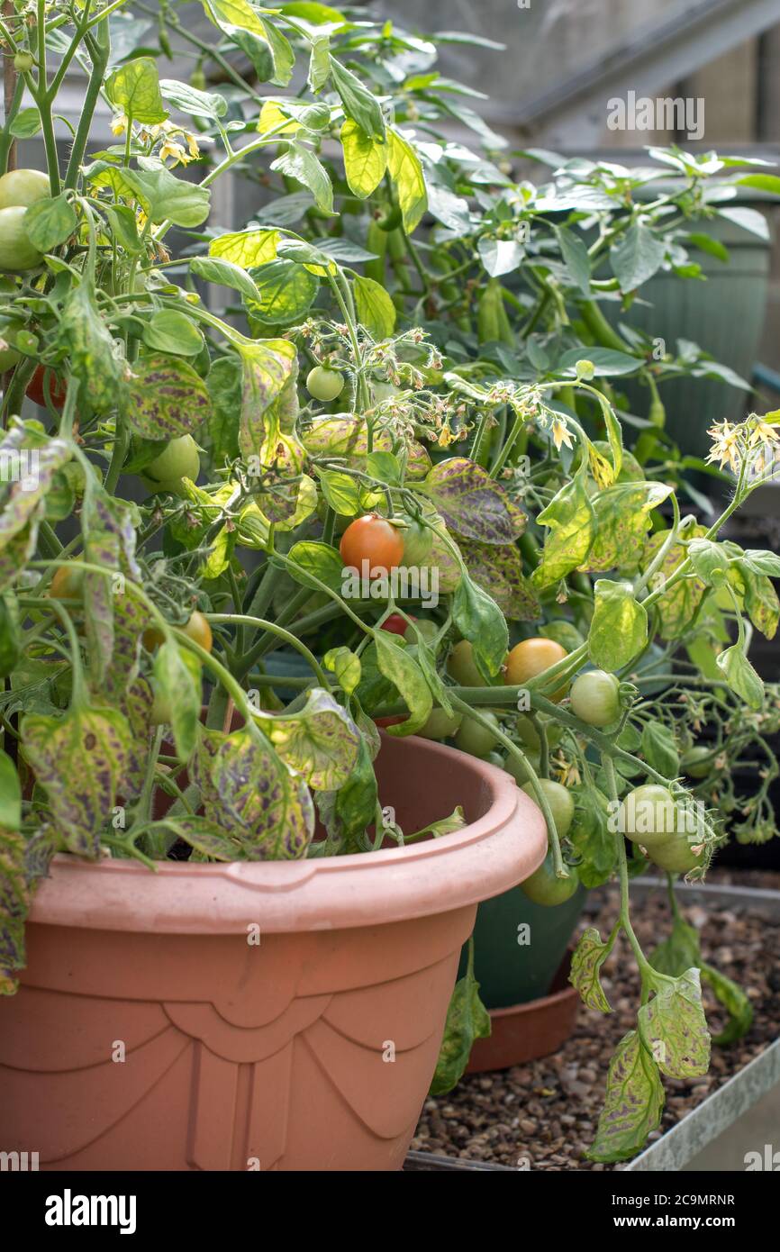 Kirschtomaten in einem Behälter, die Anzeichen von Blattschäden aufweisen Stockfoto