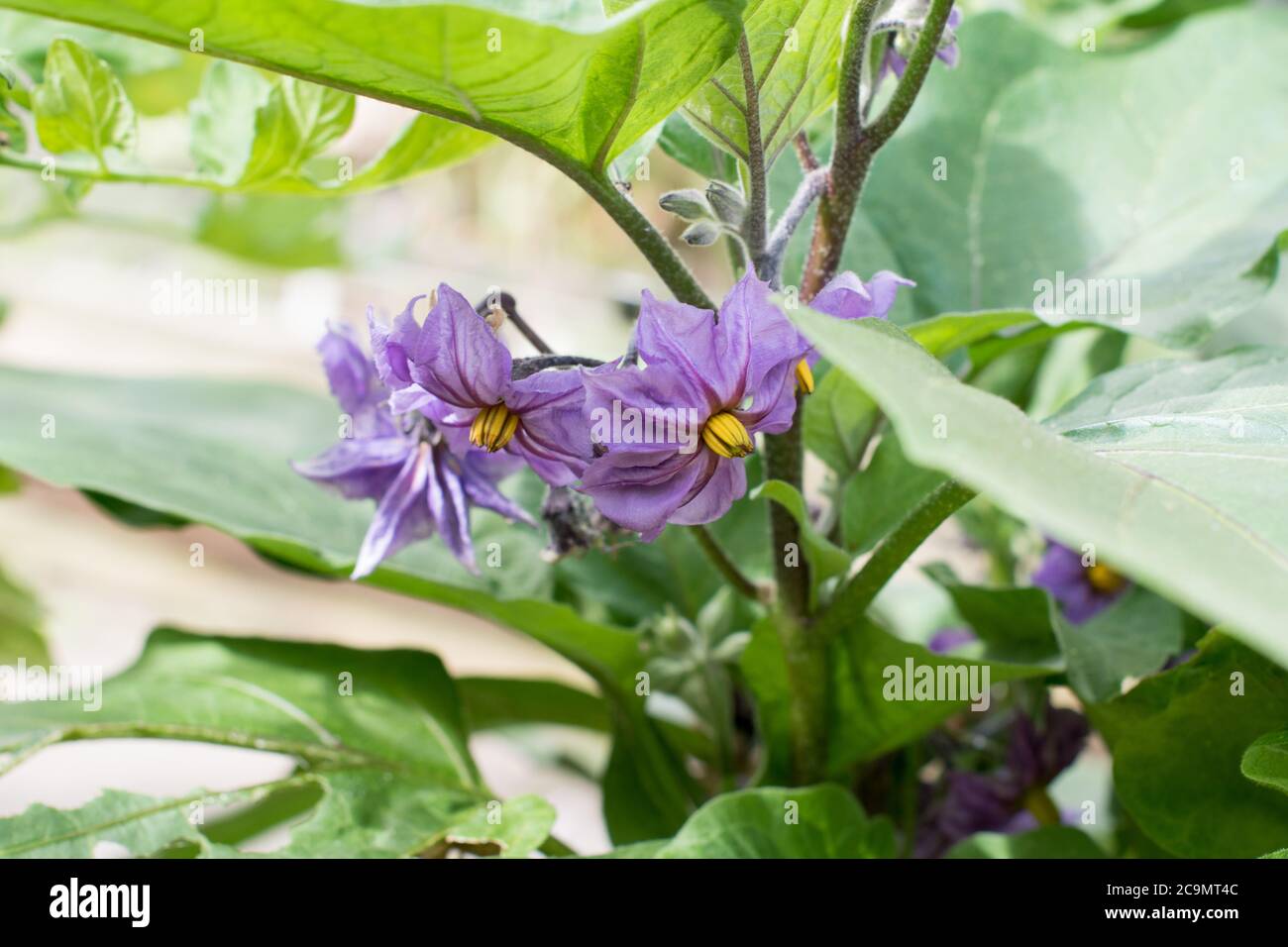 Aubergine / Ei Pflanzen Blumen in der Nähe Stockfoto