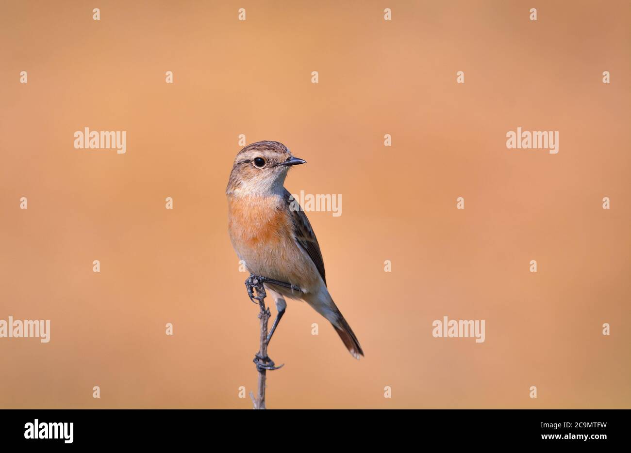 Der sibirische Steinchat oder asiatische Steinchat ist eine kürzlich validierte Art der Familie der Fliegenfänger der Alten Welt. Wie die anderen drossenartigen Fliegenfänger Stockfoto