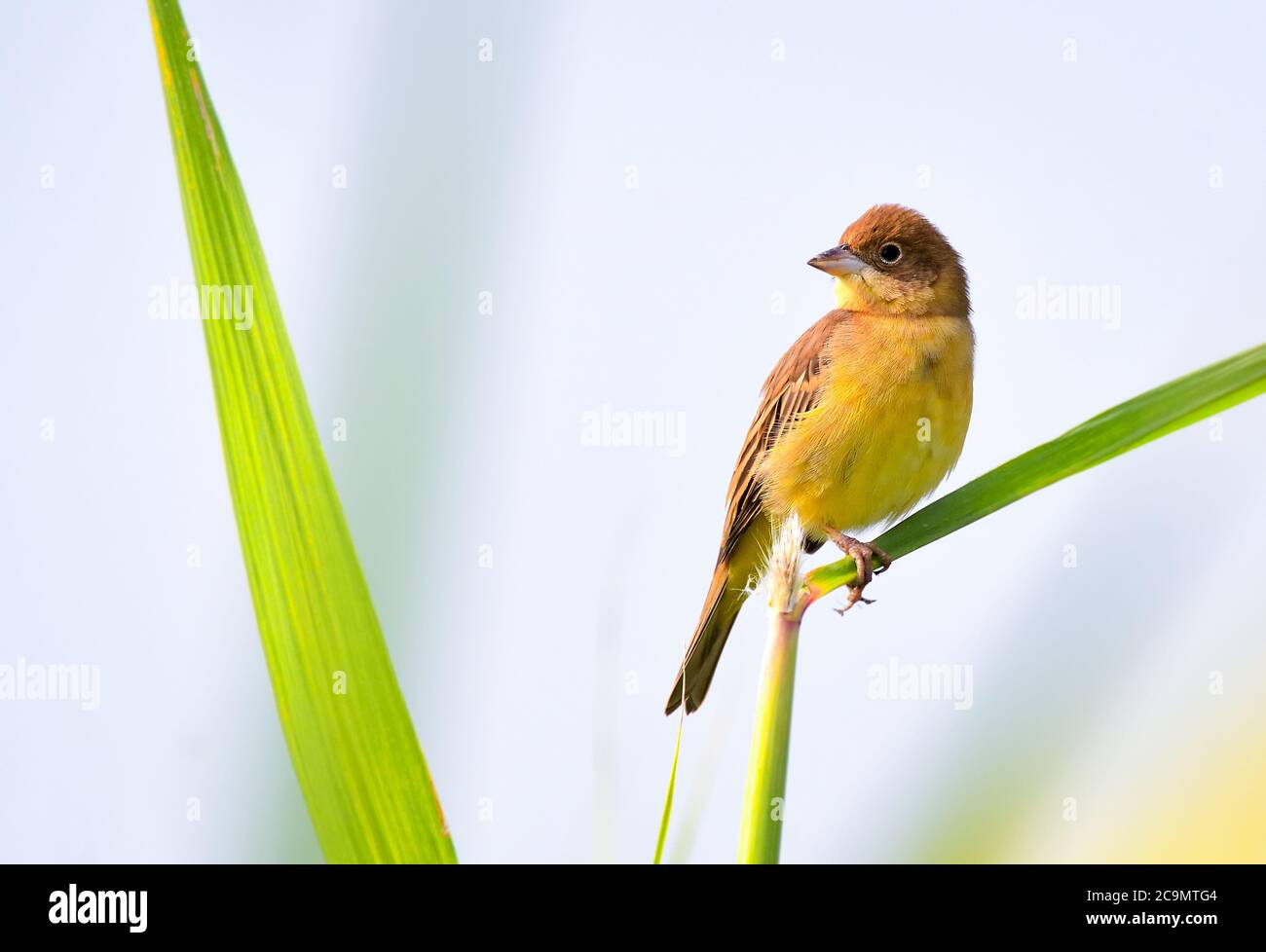 Die Rotkopfammer ist ein Singvogel aus der Familie der Ammer Emberizidae, eine Gruppe, die heute von den meisten modernen Autoren von den Finken, Fringilli, getrennt ist Stockfoto