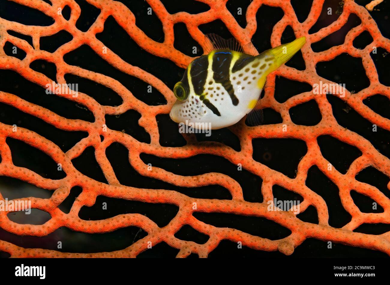 Schwarz-gesattelt Toby, Canthigaster Valentini, am Ventilator Korallen in Tulamben, Bali, Indonesien Stockfoto