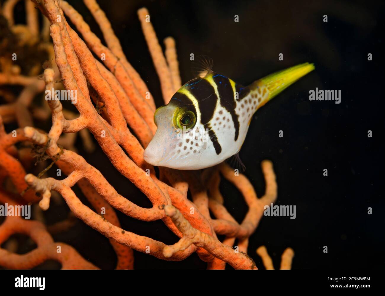 Schwarz-gesattelt Toby, Canthigaster Valentini, am Ventilator Korallen in Tulamben, Bali, Indonesien Stockfoto