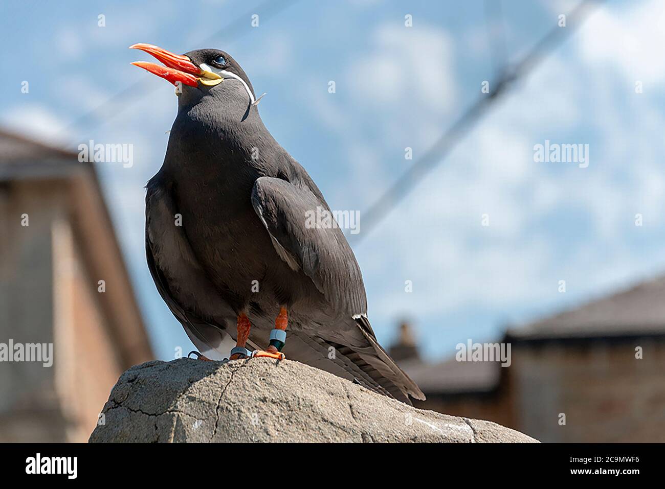 Eine Nahaufnahme einer Inka-Seeschwalbe, die auf einem Felsen sitzt und die Sonne aufsaugen Stockfoto