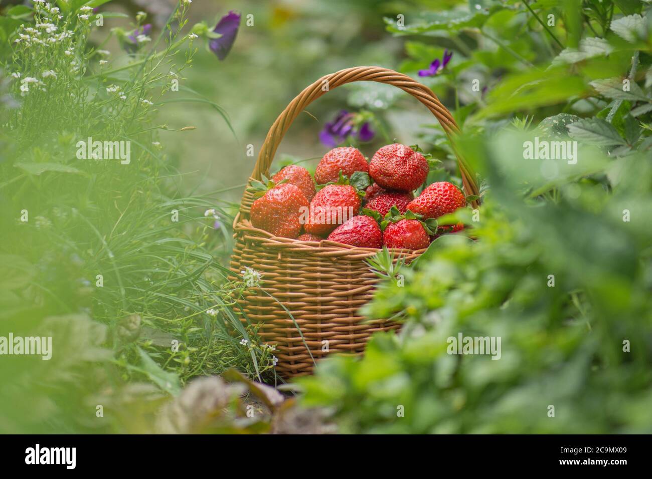 Erdbeere mit Blatt und blühende Blume aus nächster Nähe. Erdbeeren an sonnigen Tagen. Stockfoto