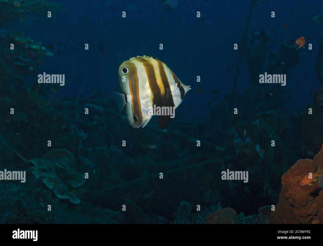 Orangebanded Coralfish, Coradion chrysozonus, Liberty Wrack, Tulamben, Bali Stockfoto