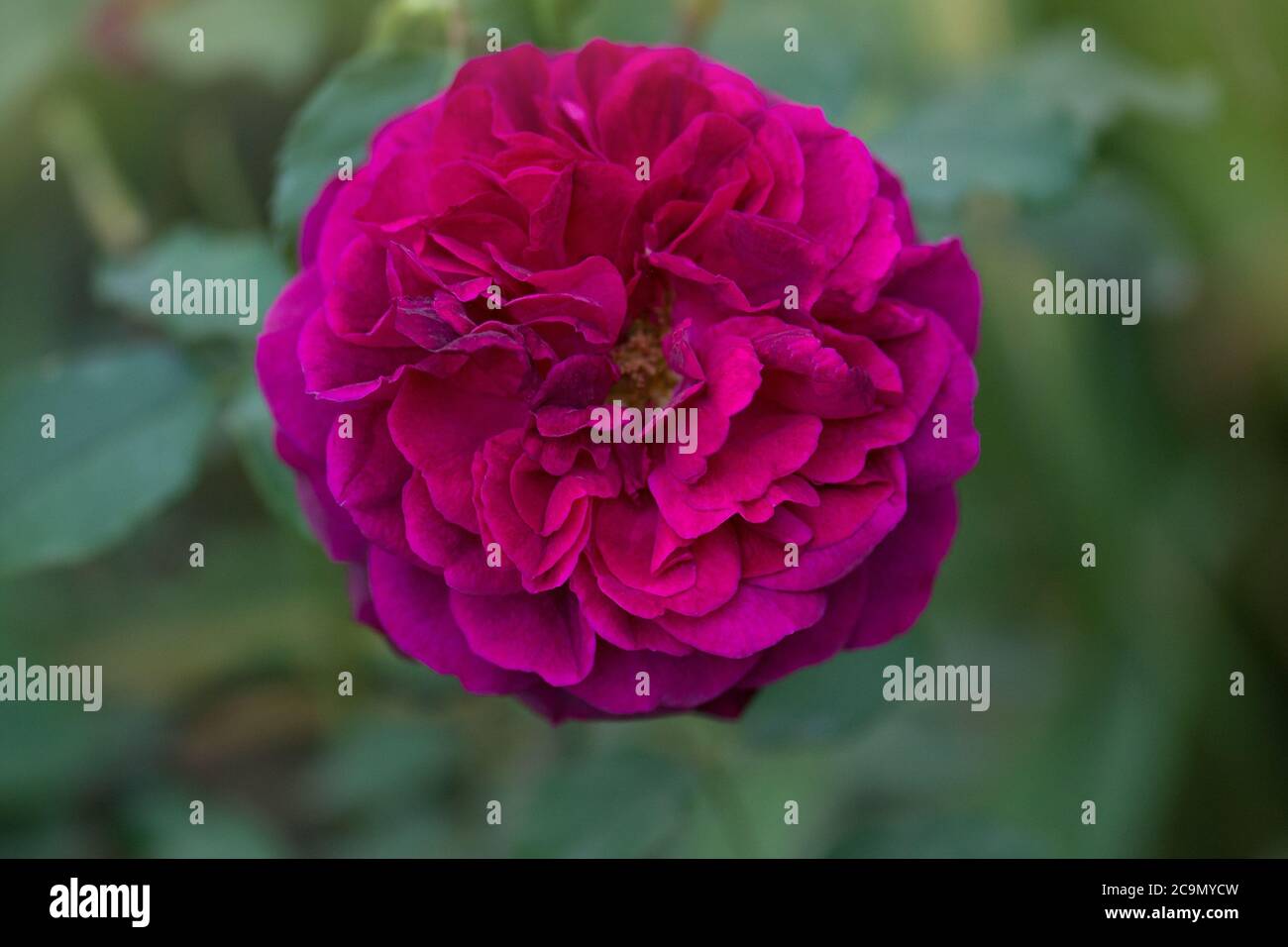 Lila Rose auf dem Zweig im Garten. Nahaufnahme der Gartenrose Munstead Wood. Stockfoto