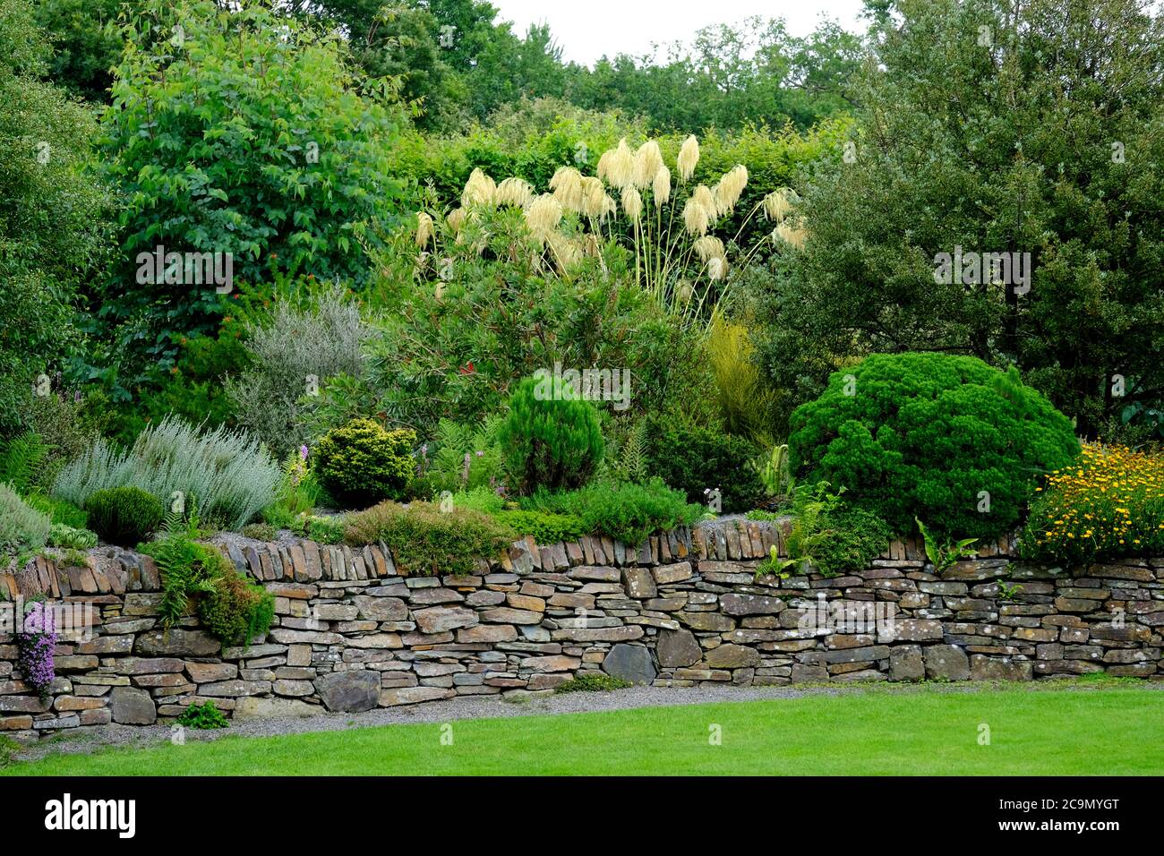 Gräser und Evergreens flankiert von einer Trockensteinmauer - John Gollop Stockfoto