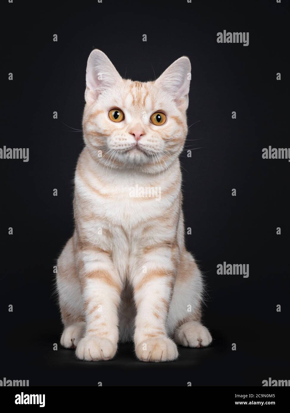 Schöne silberne creme tabby American Kurzhaar Katze Kätzchen, sitzend nach vorne. Blick auf die Kamera mit orangefarbenen Augen. Isoliert auf schwarzem Hintergrund Stockfoto