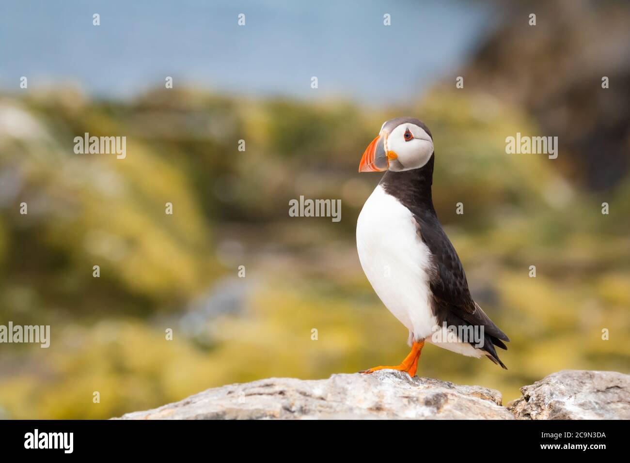 Ein einzelner Papageientaucher (Fratercula arctica) sitzt auf den Felsen mit dem gelben und grünen Seegras und dem Meer dahinter Stockfoto