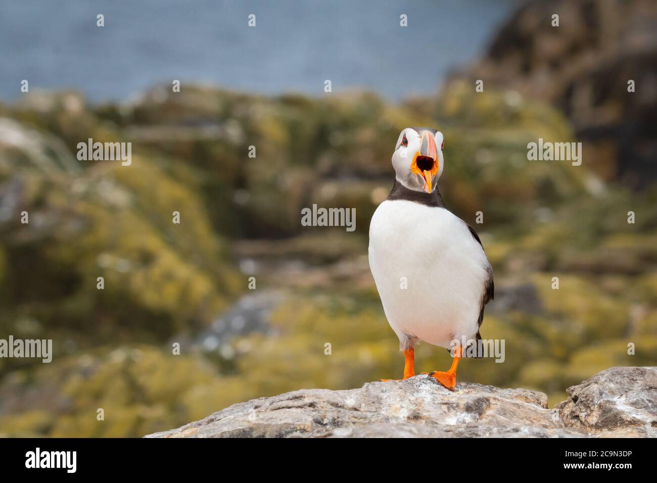 Ein einzigartiger Papageientaucher (Fratercula arctica) sitzt auf den Felsen und ruft die anderen auf Staple Island an Stockfoto