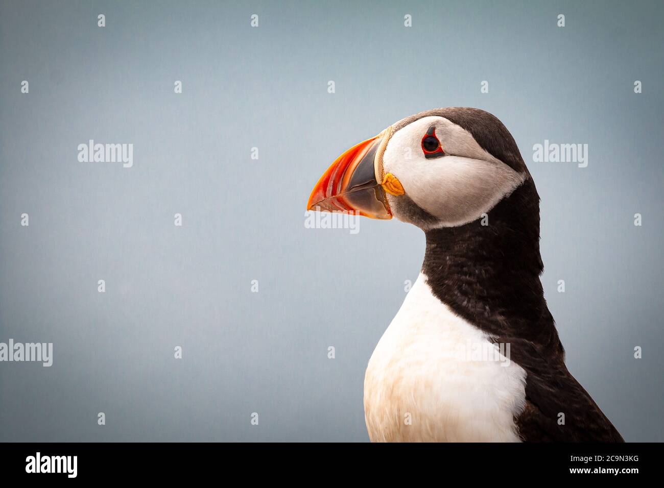 Kopfaufnahme des Clowns des Meeres (Fratercula arctica) mit den leuchtenden Farben des Schnabels Stockfoto
